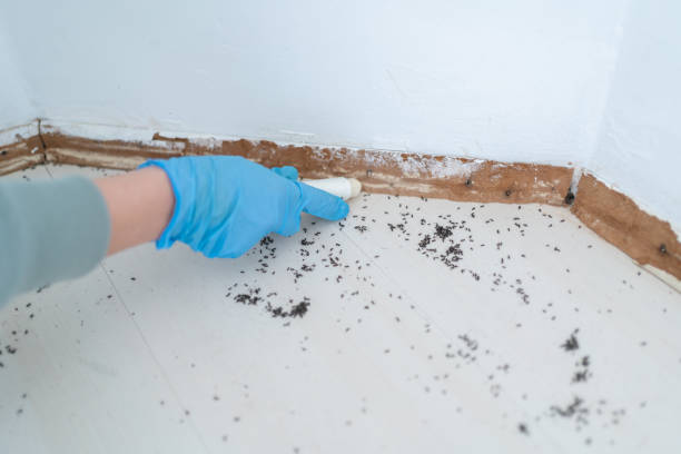 Best Pest Removal Services  in Belding, MI